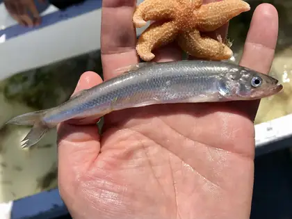 Smelt