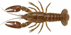 Signal crayfish