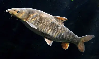 Barbel