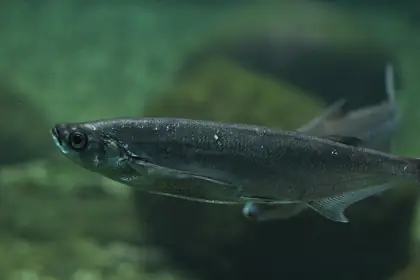 Sabre carp