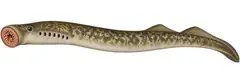 Sea lamprey
