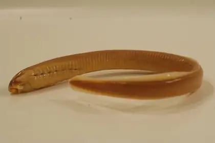 Lampreys