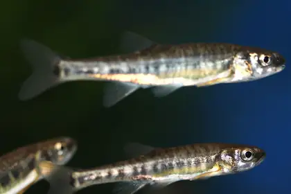 Minnow