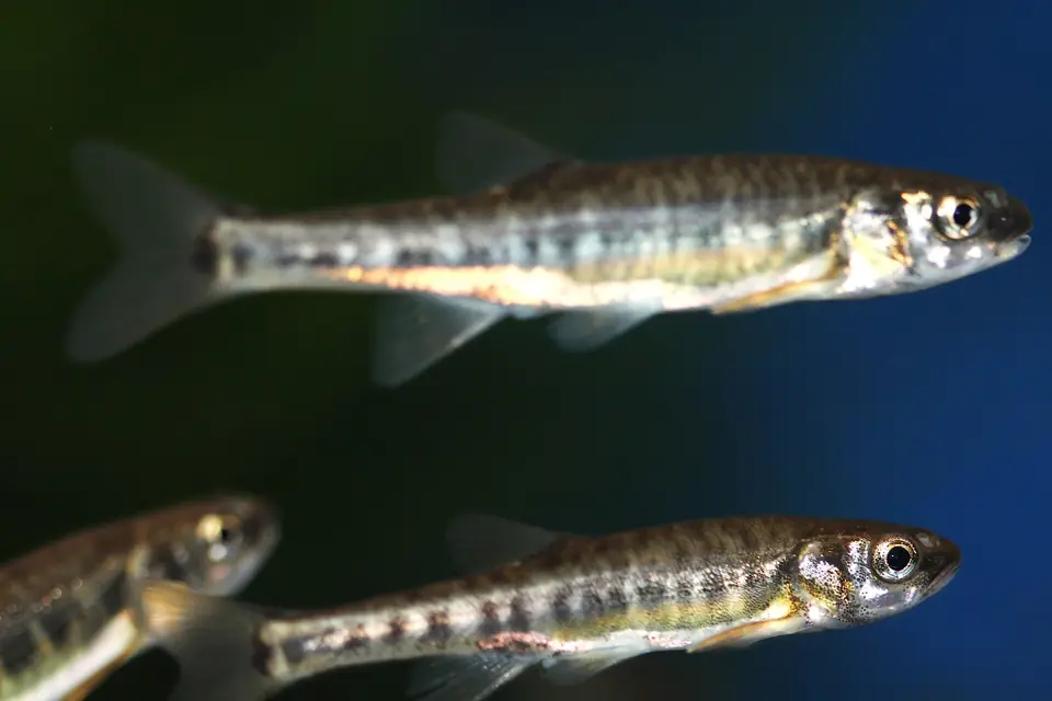 Minnow