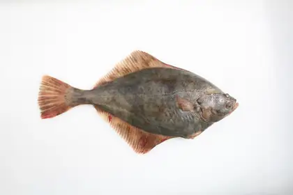 European flounder
