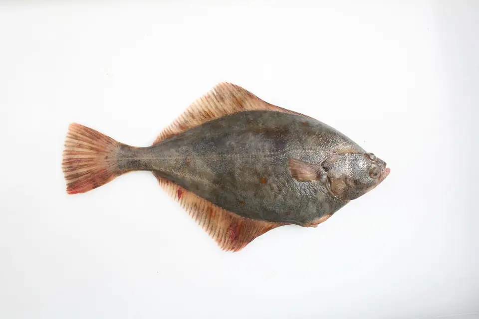 European flounder
