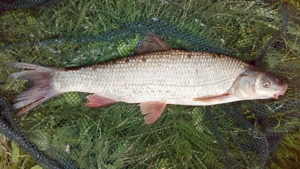 Vimba