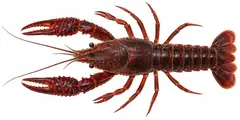 Red Swamp Crayfish