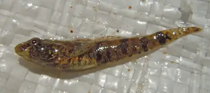 Western tubenose goby