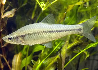 Topmouth gudgeon