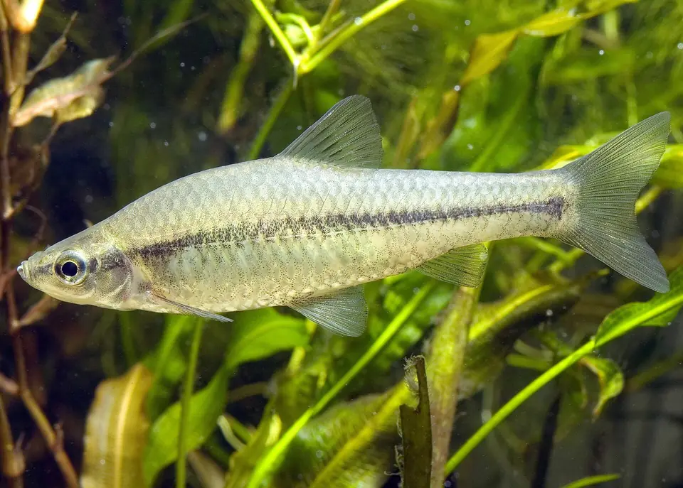 Pseudorasbora