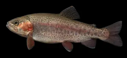 Rainbow Trout