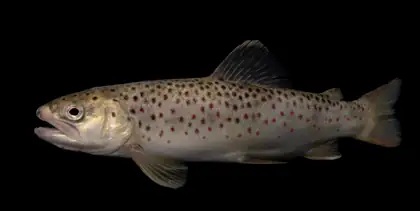 Brown trout