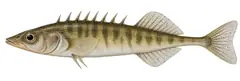 Ten-spined stickleback