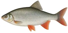 Pearlfish