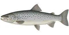 Lake trout (Salmo trutta lacustris)