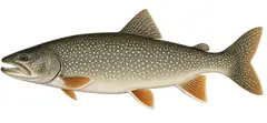 Lake trout (namaycush)