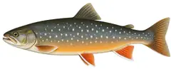 Arctic char (alpine form)