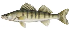 Volga Pikeperch