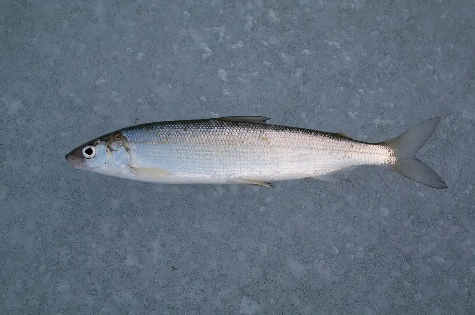 Lavaret