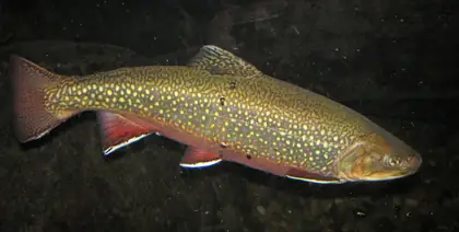 Brook trout