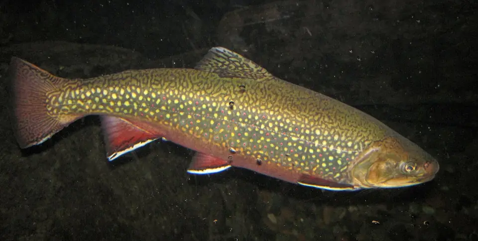 Brook trout