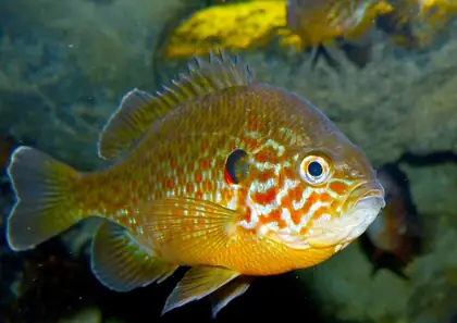Pumpkinseed
