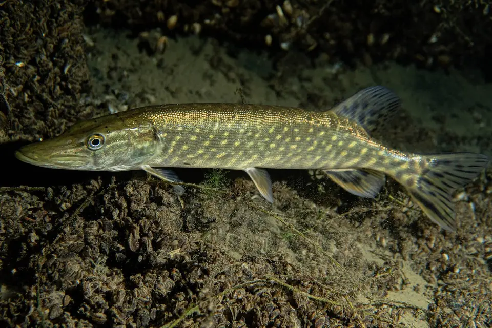 Pike