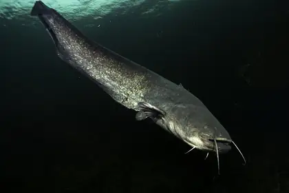 Wels Catfish