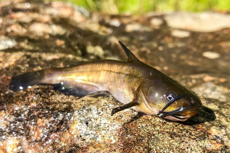 Brown bullhead