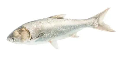 Silver carp