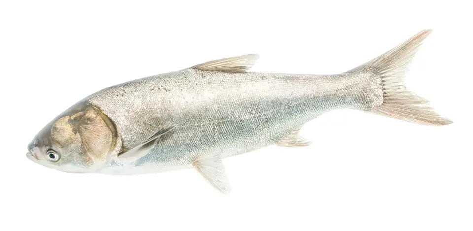 Silver carp