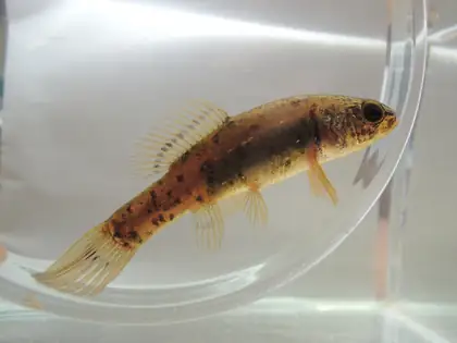 European Mud-minnow