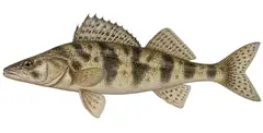 Zingel